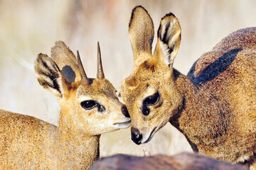 Klipspringer, Klipspringer, Oreotragus oreotragus