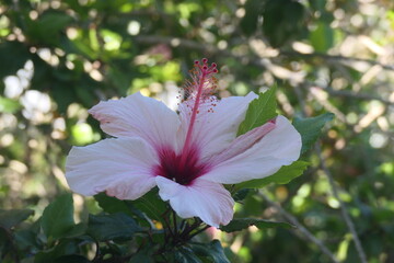 Hibiskus oder Eibisch  (Hibiscus), George. Südafrika