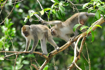 Fototapeta premium Krabbenetende makaak, Crab-eating macaque, Macaca fascicularis