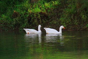 hermosos patos blancos nadando a las orillas del rio 