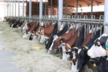 élevage de vache en Auvergne pour le fromage saint-nectaire