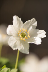 Wood anemone,Anemone nemorosa,white spring flowers with sunlight in nature