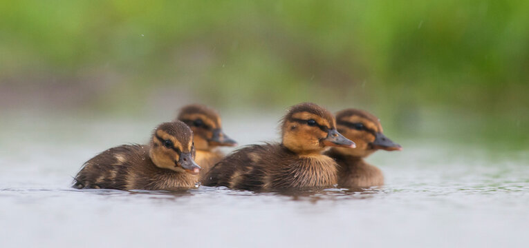 Wilde Eend, Mallard, Anas Platyrhynchos