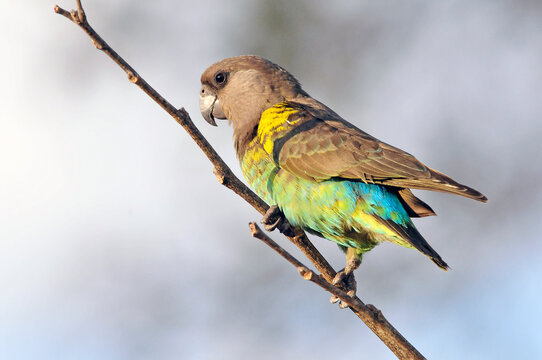 Meyers Papegaai, Meyer's parrot, Poicephalus meyeri