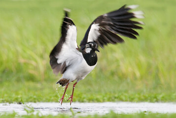 Kievit, Northern Lapwing, Vanellus vanellus
