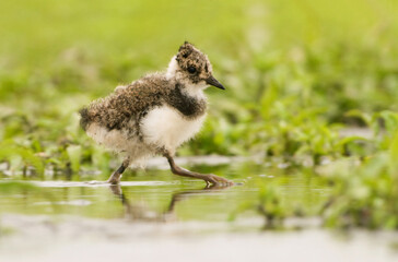 Kievit, Northern Lapwing, Vanellus vanellus