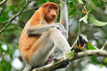 Fotobehang Neusaap, Proboscis monkey, Nasalis larvatus © AGAMI