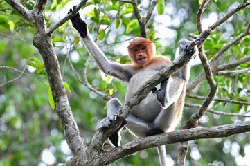 Neusaap, Proboscis monkey, Nasalis larvatus