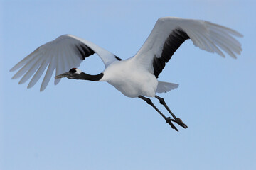 Red-crowned Crane, Chinese Kraanvogel, Grus japonensis