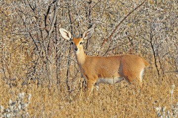 Steenbok, Steenbuck, Raphicerus campestris
