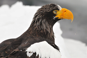 Stellers Sea-eagle, Steller-zeearend, Haliaeetus pelagicus