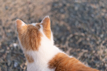 猫の後ろ姿　茶白猫