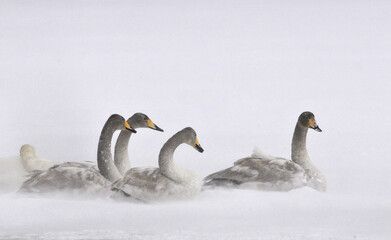 Whooper Swan, Wilde zwaan, Cygnus cygnus