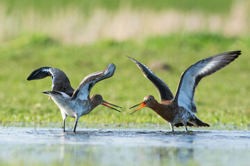 Grutto, Black-tailed Godwit, Limosa limosa