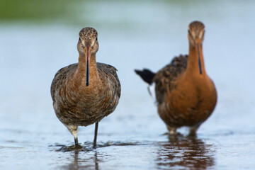 Grutto, Black-tailed Godwit, Limosa limosa