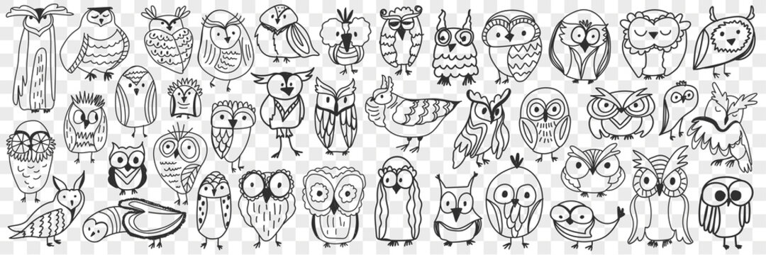 Various owls birds doodle set. Collection of hand drawn cute owls night birds of various shapes and sizes showing faces isolated on transparent background. Illustration of bird type for kids