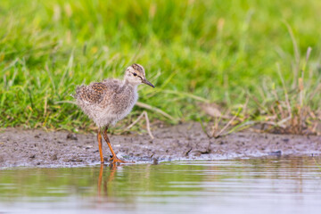 Tureluur, Common Redshank, Tringa totanus