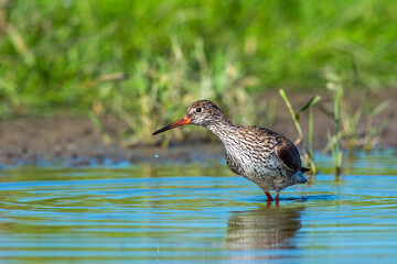 Tureluur, Common Redshank, Tringa totanus