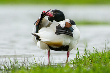 Bergeend, Common Shelduck, Tadorna tadorna