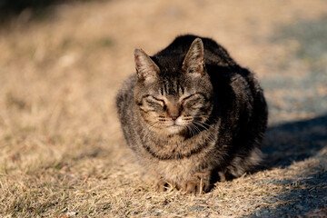 丸まる猫　キジトラ猫