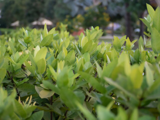 Obraz premium Bright green ornamental shrubs in the park.