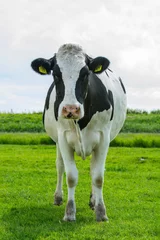 Foto op Plexiglas Koe, domestic cow © AGAMI