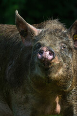 Varken, domestic Pig