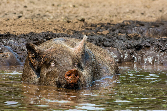 Varken, domestic Pig