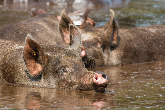 Varken, domestic Pig
