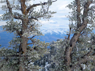 Pretty winter scene of snow covered trees and snow capped mountains on a sunny day