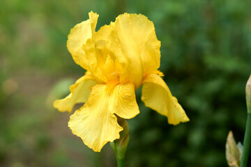 Yellow bearded iris blooms in the spring in the garden