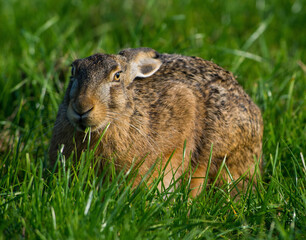Europese Haas, European Hare, Lepus europaeus