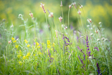 Colorful spring flowers in the meadow on blurred background