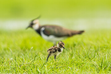Kievit, Northern Lapwing, Vanellus vanellus