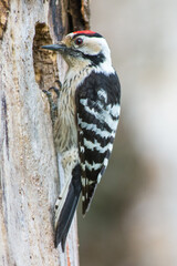 Kleine Bonte Specht, Lesser Spotted Woodpecker, Dendrocopos minor