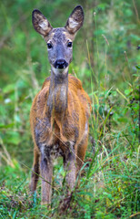 Ree, Roe Deer, Capreolus capreolus