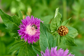 Centaurea dealbata. Detail and macro, purple flower with bees in the garden