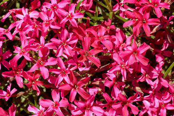 Gilliflower in the park, Macro gilliflower. Flora, background