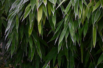Bamboo leaves in winter edged in frost with copy space