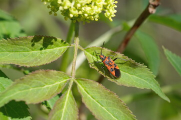 Bug-Soldier (Lat. Pyrrhocoris apterus) on a green leaf 
