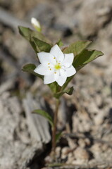 Trientalis europaea is a flowering plant in the primrose family Primulaceae closeup