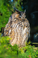 Ransuil, Long-eared Owl, Asio otus