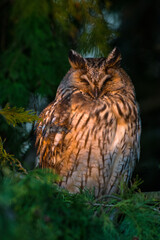 Ransuil, Long-eared Owl, Asio otus