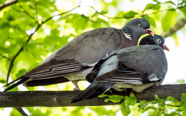 Pair of pigeons on the tree branch among green foliage