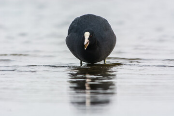 Meerkoet, Eurasian Coot, Fulica atra