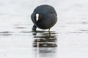 Meerkoet, Eurasian Coot, Fulica atra