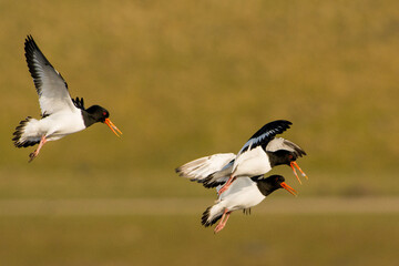 Scholekster, Eurasian Oystercatcher, Haematopus ostralegus
