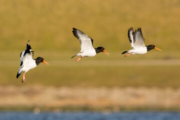 Scholekster, Eurasian Oystercatcher, Haematopus ostralegus