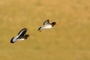 Scholekster, Eurasian Oystercatcher, Haematopus ostralegus