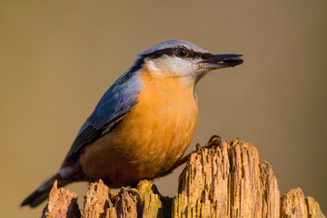Boomklever; Eurasian Nuthatch; Sitta Europaea